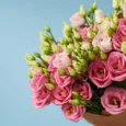 5 Pink Lisianthus